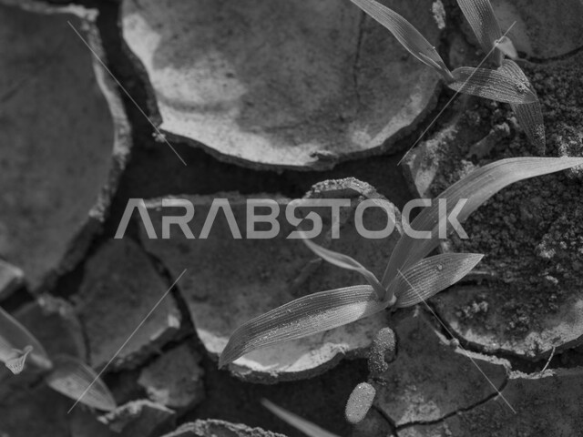 Close-up of a young plant growing in dry land, ground cracks, soil desiccation, black and white photo