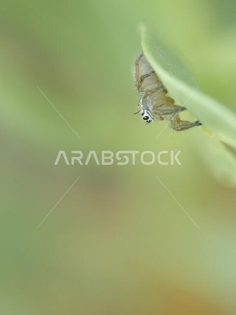 صورة مقربة لحشرة العنكبوت على اوراق النباتات، الاشجار والنباتات الخضراء، اوراق الاشجار، اغصان الاشجار، الاشجار والبناتات الطبيعية، حشرة العنكبوت، خلفية الطبيعة