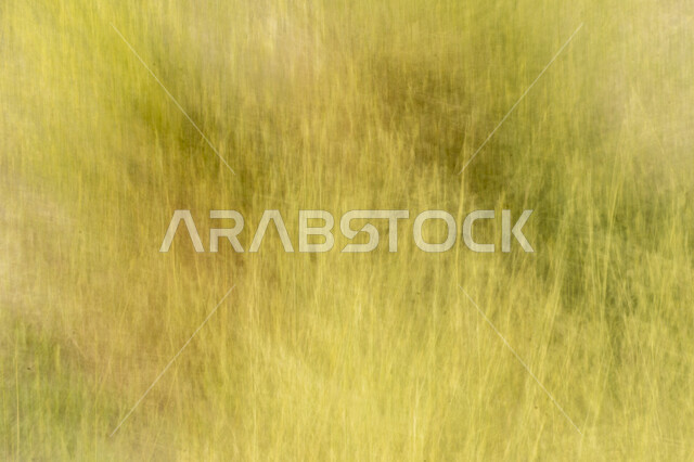 صورة ضبابية لعشب اصفر طويل، التصوير التجريدي، فن التصوير، مروج العشب، خلفية الطبيعة