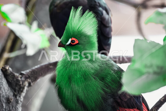 Close-up of colorful turaco bird, wild birds, birds background, wild nature