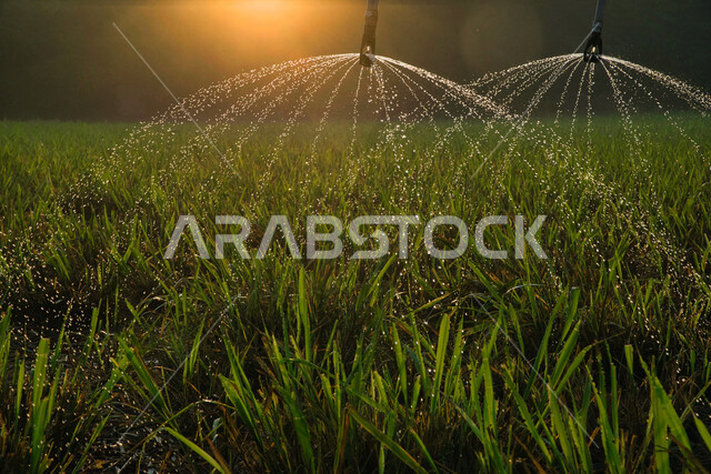 الات ومعدات الري المستقبلي في حقل زراعي بالمملكة العربية السعودية، الاراضي والحقول الزراعية، الاعتناء والاهتمام بالاشجار والنباتات الخضراء، اذرع الري المحوري، الاشجار والنباتات الخضراء، رشاشات المياه