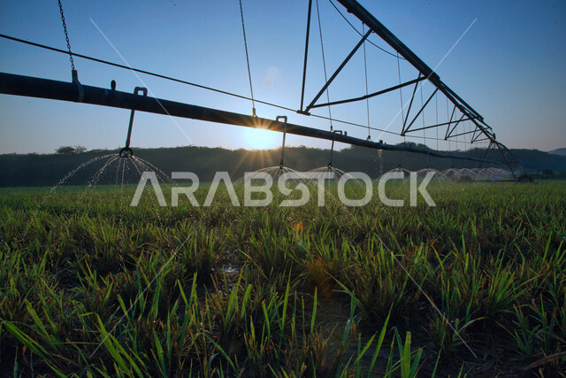 الات ومعدات الري المستقبلي في حقل زراعي بالمملكة العربية السعودية، الاراضي والحقول الزراعية، الاعتناء والاهتمام بالاشجار والنباتات الخضراء، اذرع الري المحوري، الاشجار والنباتات الخضراء، رشاشات المياه