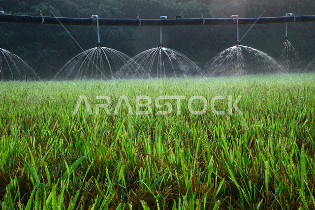 الات ومعدات الري المستقبلي في حقل زراعي بالمملكة العربية السعودية، الاراضي والحقول الزراعية، الاعتناء والاهتمام بالاشجار والنباتات الخضراء، اذرع الري المحوري، الاشجار والنباتات الخضراء، رشاشات المياه