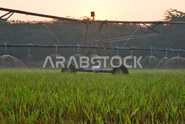 الات ومعدات الري المستقبلي في حقل زراعي بالمملكة العربية السعودية، الاراضي والحقول الزراعية، الاعتناء والاهتمام بالاشجار والنباتات الخضراء، اذرع الري المحوري، الاشجار والنباتات الخضراء، رشاشات المياه