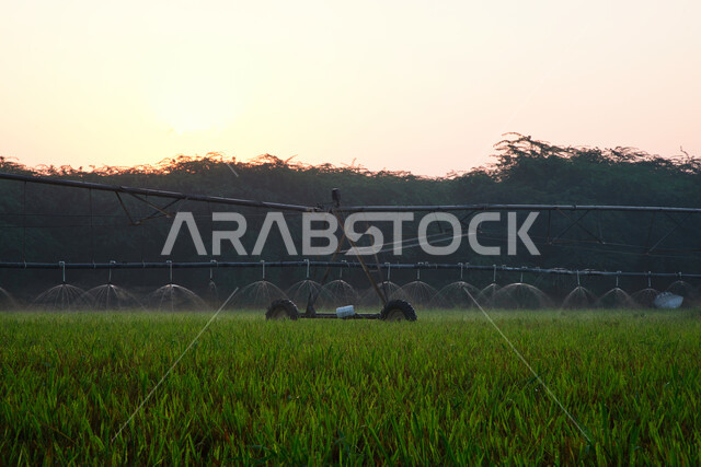 الات ومعدات الري المستقبلي في حقل زراعي بالمملكة العربية السعودية، الاراضي والحقول الزراعية، الاعتناء والاهتمام بالاشجار والنباتات الخضراء، اذرع الري المحوري، الاشجار والنباتات الخضراء، رشاشات المياه