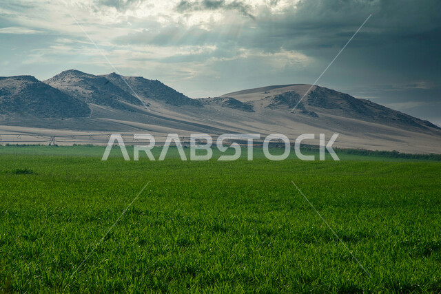 الحقول الزراعية في المملكة العربية السعودية، السماء الملبدة بالغيوم، الاشجار والنباتات الخضراء، نباتات عشبية، مناظر طبيعية خلابة، الجبال والمرتفعات، خلفية الطبيعة