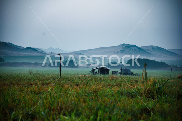 Agricultural fields in the Kingdom of Saudi Arabia, trees and green plants, herbal plants, stunning landscapes, mountains and highlands, nature background