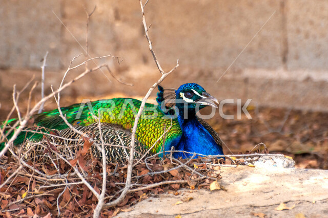 طائر الطاووس في محمية طبيعية بالمملكة العربية السعودية ، طائر الطاووس، خلفية لطائر الطاووس بألوان زاهية