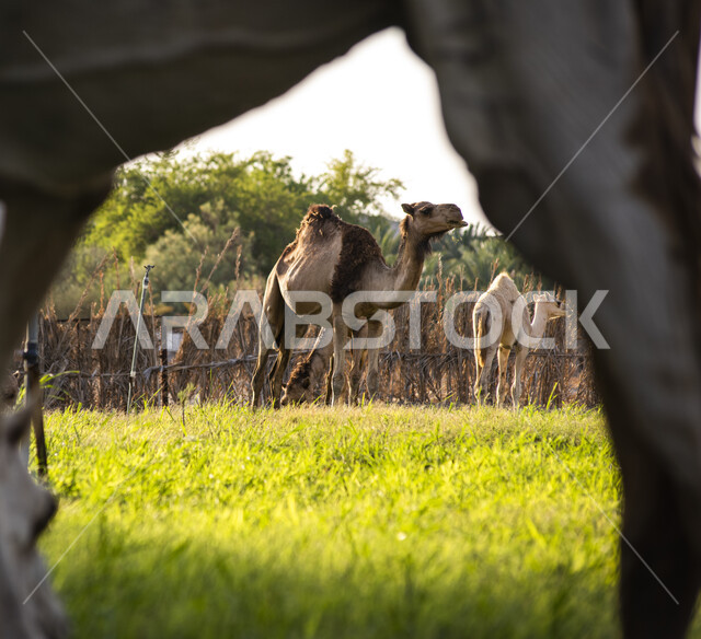  تربية الجمال في المحميات البرية في المملكة العربية السعودية ،جمل في المرعى وقت النهار ، خلفية الطبيعه, حيوانات أليفه 