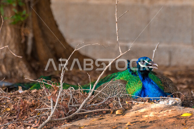طائر الطاووس يجلس على الارض في محمية طبيعية، جذع الشجرة، اغصان الأشجار، ريش الطاووس الملون، طائر الطاووس، حديقة حيوانات