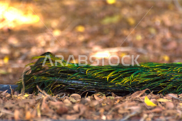 صورة مقربة لذيل طائر الطاووس، محمية طبيعية، ريش الطاووس الملون، طائر الطاووس الجميل، حديقة الحيوانات