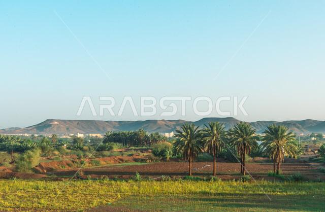 Green palm plantations, green trees and plants, mountains and heights, scenic beauty, nature background