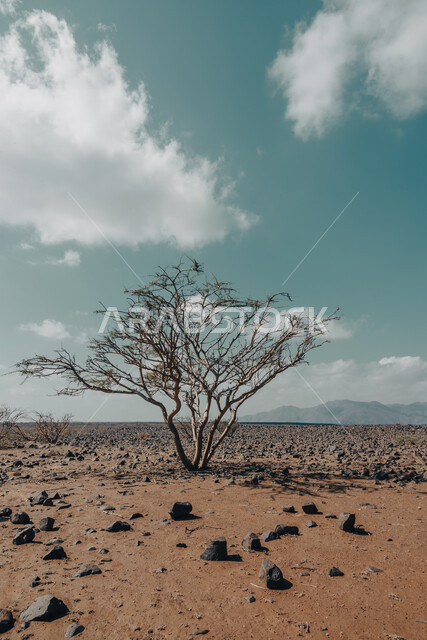 Close-up of a tree in the middle of the desert, tree branches, desert nature, stunning landscapes, desert terrain, desert nature background