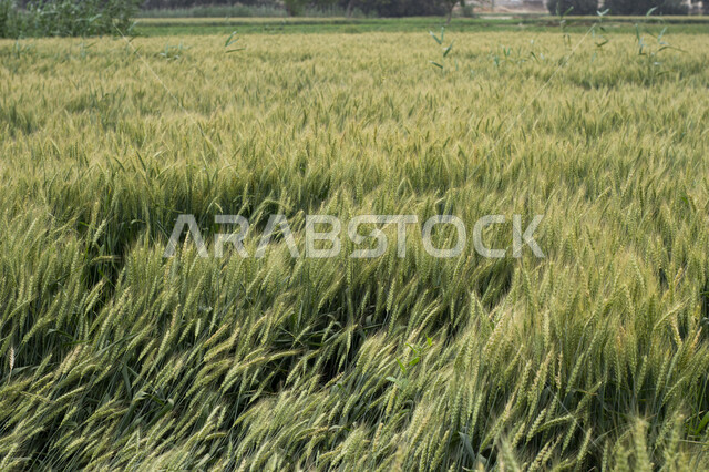 نباتات القمح الأخضر في الحقل ، سنابل ، محاصيل زراعية ، حقول و مزارع القمح