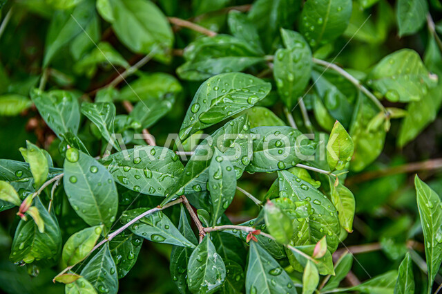 Raindrops over leaves, green trees and plants, stunning landscapes, nature background