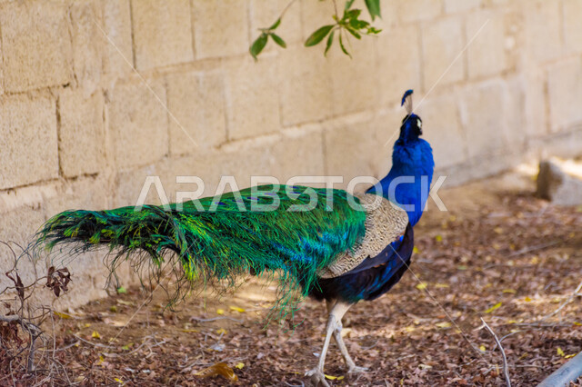 طائر الطاووس في محمية طبيعية، ريش الطاووس الملون، طائر الطاووس الجميل، حديقة حيوانات