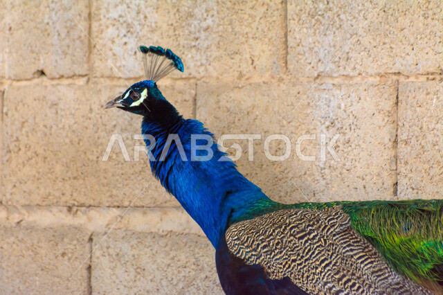 صورة مقربة لطائر الطاووس في محمية طبيعية، ريش الطاووس الملون، طائر الطاووس الجميل، حديقة حيوانات