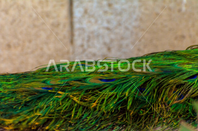 صورة مقربة لذيل طائر الطاووس، محمية طبيعية، ريش الطاووس الملون، طائر الطاووس الجميل، حديقة الحيوانات