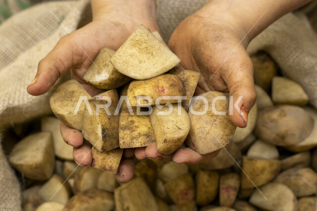 صورة مقربة ليد رجل يمسك بحبات البطاطس، كيس قماش، ثمرة البطاطس، خضروات، محاصيل زراعية، الإنتاج السعودي ، محصول البطاطا ، زراعة البطاطا