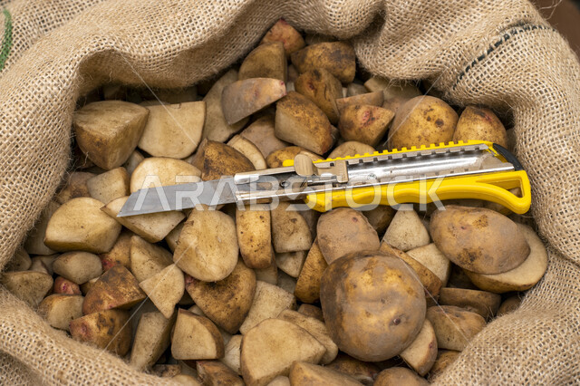 صورة مقربة ليد رجل يمسك بحبات البطاطس، كيس قماش، ثمرة البطاطس، خضروات، محاصيل زراعية، الإنتاج السعودي ، محصول البطاطا ، زراعة البطاطا