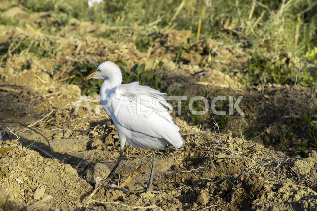 صورة مقربة لطائر بلشون القطعان في حقل زراعي، ابو قردان، تربية الحيوانات والطيور، محمية طبيعية لتربية الطيور والحيوانات