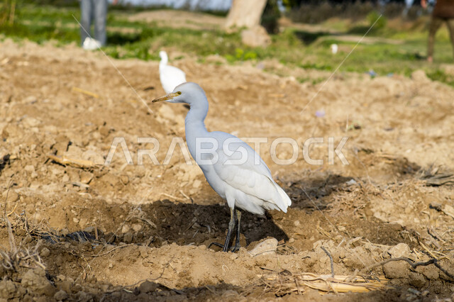 صورة مقربة لطائر بلشون القطعان في حقل زراعي، ابو قردان، تربية الحيوانات والطيور، محمية طبيعية لتربية الطيور والحيوانات