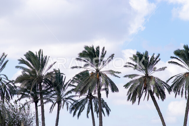 اشجار النخيل في محمية طبيعية لزراعة اشجار النخيل، اراضي زراعية، اشجار ومحاصيل زراعية، الاشجار والنباتاتا الخضراء، خلفية الطبيعة