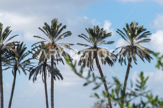 Palm trees in a nature reserve for the cultivation of palm trees, agricultural land, trees and agricultural crops, green trees and plants, nature background
