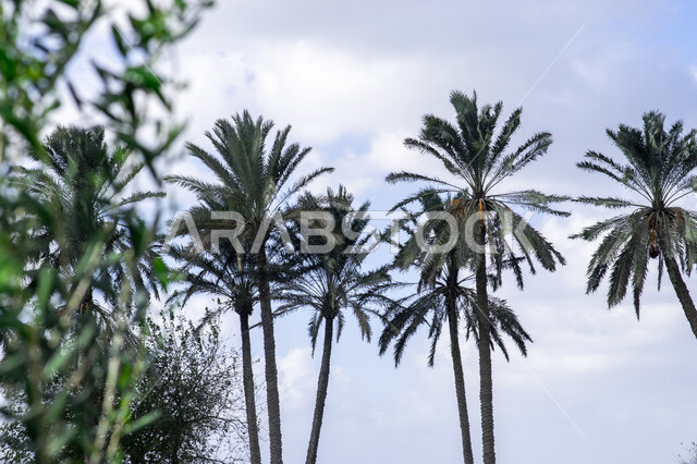 اشجار النخيل في محمية طبيعية لزراعة اشجار النخيل، اراضي زراعية، اشجار ومحاصيل زراعية، الاشجار والنباتاتا الخضراء، خلفية الطبيعة