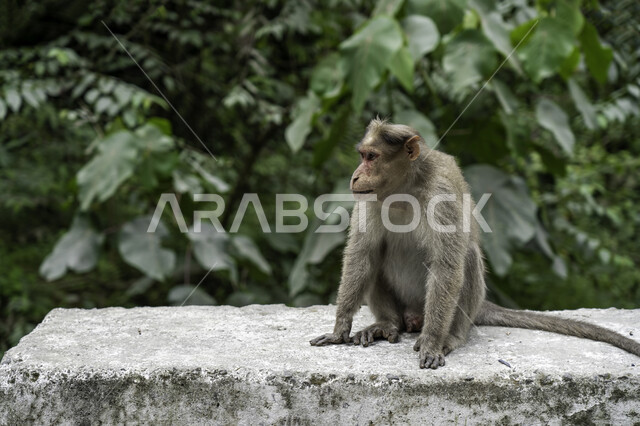 حيوان القرد في المحمية الطبيعية ، خلفية لحيوان القرد ، خلفية الطبيعة