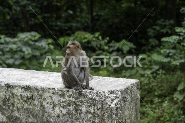 حيوان القرد في المحمية الطبيعية ، خلفية لحيوان القرد ، خلفية الطبيعة