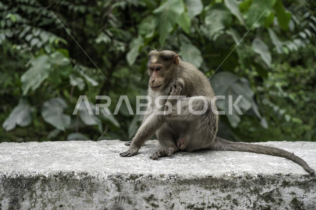 حيوان القرد في المحمية الطبيعية ، خلفية لحيوان القرد ، خلفية الطبيعة