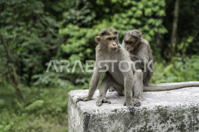 حيوان القرد في المحمية الطبيعية ، خلفية لحيوان القرد ، خلفية الطبيعة