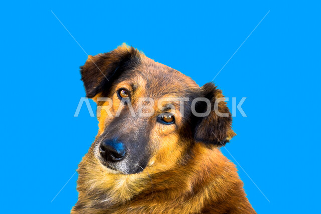 Close-up of dog animal depicted on blue background, pet