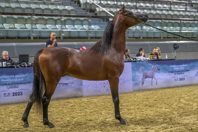 Brown Arabian Horse at Qatar Equestrian Show Arena - Photo