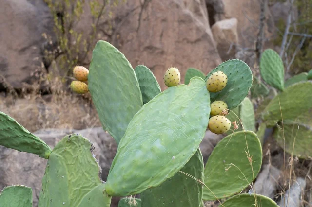 Prickly Pear Cactus Fruit in Al Shafa Taif - Photo