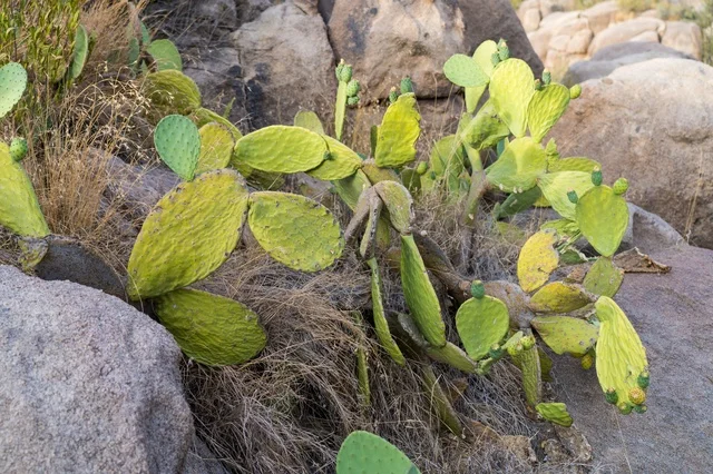 Prickly Pear Cactus Fruit in Al Shafa Taif Saudi Arabia - Photo