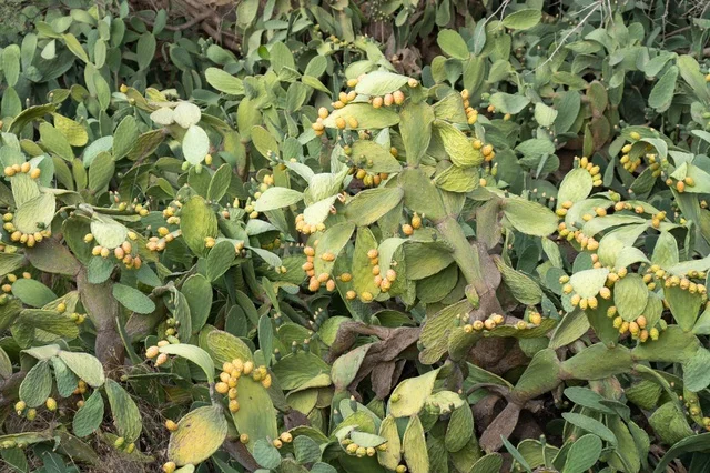 Prickly Pear Cactus with Fruit in Al Shafa Taif Hills - Photo