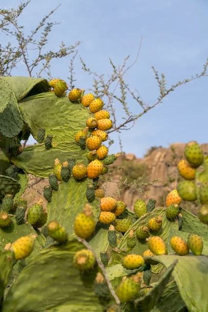 Prickly Pear Cactus with Ripe Fruit in Al Shafa Taif - Photo