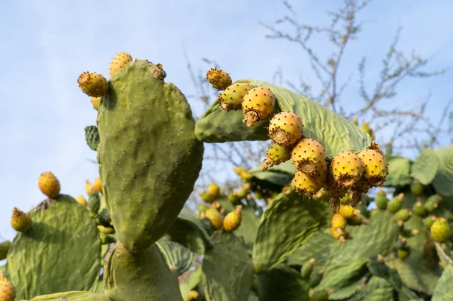 Prickly Pear Cactus with Fruit in Al Shafa Taif Hills - Photo