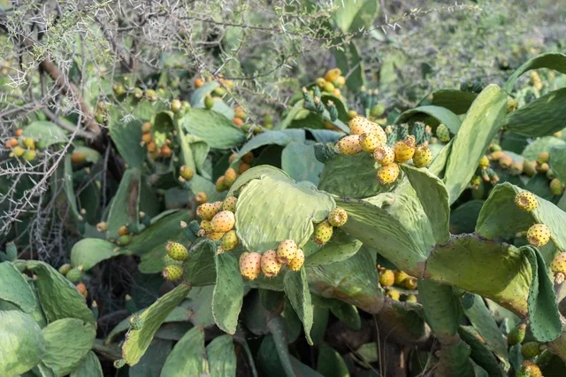 Prickly Pear Cactus Fruit in Al Shafa Mountains Taif - Photo