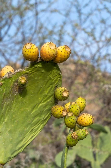 Prickly Pear Cactus in Al Shafa Taif Mountains - Photo