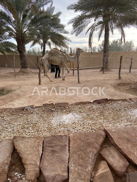 صورة للجمل ( الابل) في احد المحميات البرية بحائل في المملكة العربية السعودية , الجمل بالصحراء في وضع النهار ، تربية حيوان الجمل في المملكة ، جمال الطبيعة الخلابة  في السعودية 