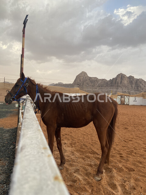 Thoroughbred Arabian horses in a horse farm, breeding and training horses in Saudi Arabia, purebred Arabian horses, horse stables, horse farm