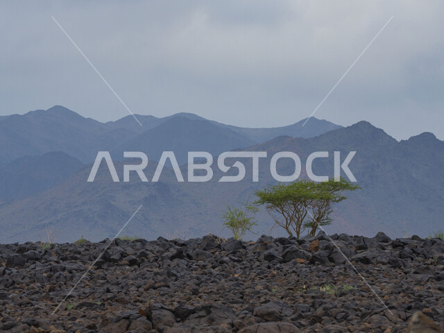 الجبال والمرتفعات الرملية في المملكة العربية السعودية، مناظر طبيعية، الطبيعة الجبلية في السعودية، خلفية جبال،نباتات صحراوية، خلفية طبيعة