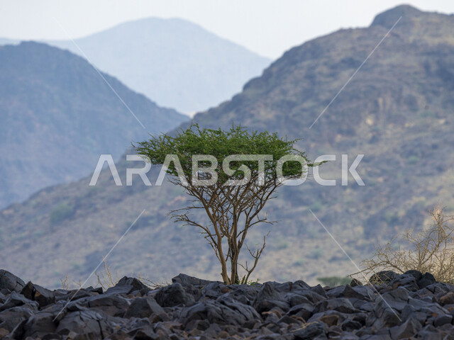 الجبال والمرتفعات الرملية في المملكة العربية السعودية، مناظر طبيعية، الطبيعة الجبلية في السعودية، خلفية جبال،نباتات صحراوية، خلفية طبيعة