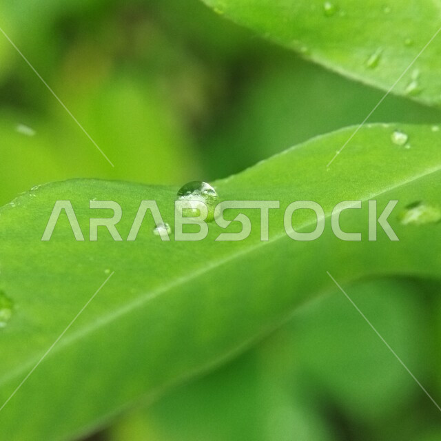 صورة مقربة لقطرة الندى على ورق الأشجار والنباتات الخضراء ، قطرات المطر على أوراق الشجر ، تساقط الامطار , الرذاذ ، خلفية الطبيعة .