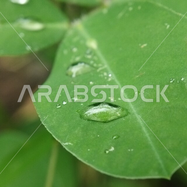 صورة مقربة لقطرة الندى على ورق الأشجار والنباتات الخضراء ، قطرات المطر على أوراق الشجر ، تساقط الامطار , الرذاذ ، خلفية الطبيعة .