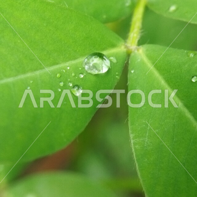 صورة مقربة لقطرة الندى على ورق الأشجار والنباتات الخضراء ، قطرات المطر على أوراق الشجر ، تساقط الامطار , الرذاذ ، خلفية الطبيعة .