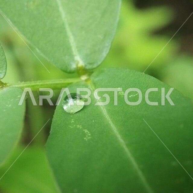 صورة مقربة لقطرة الندى على ورق الأشجار والنباتات الخضراء ، قطرات المطر على أوراق الشجر ، تساقط الامطار , الرذاذ ، خلفية الطبيعة .